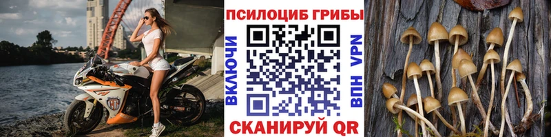 Купить где  Сураж  Галлюциногенные грибы ЛСД 